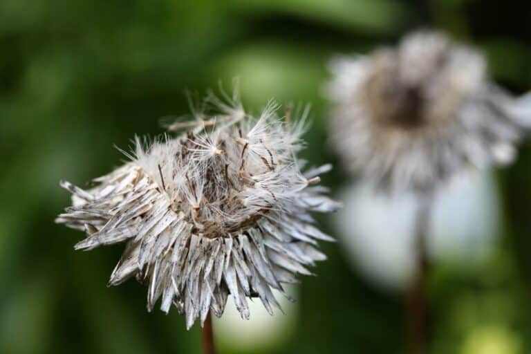 How To Harvest Strawflower Seeds Collection And Storage Farmhouse