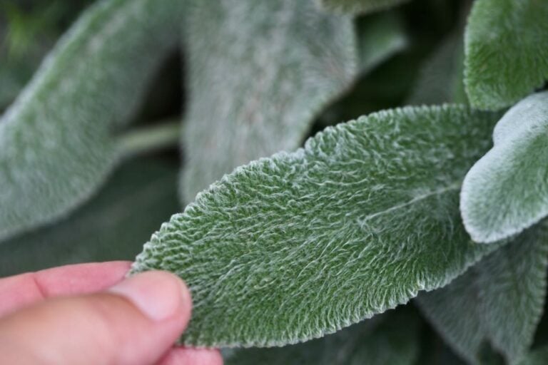How To Grow Lamb's Ear- Stachys Byzantina - Farmhouse & Blooms