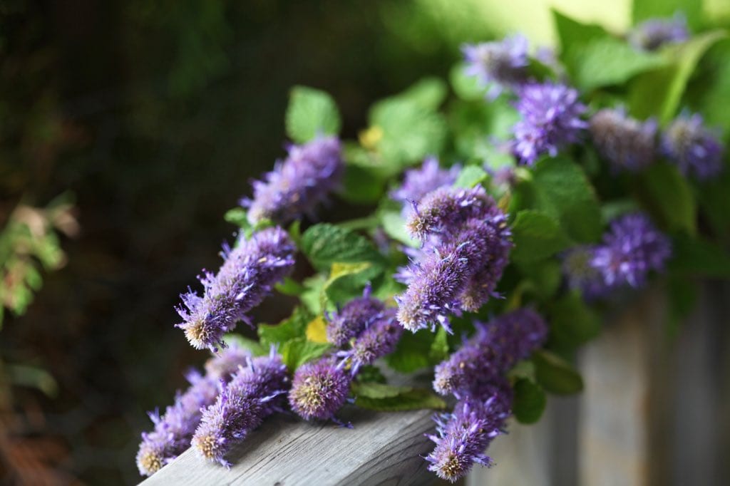 Freshly harvested Agastache stems with vibrant purple flower spikes and green leaves, draped over the edge of a wooden surface in soft natural light.