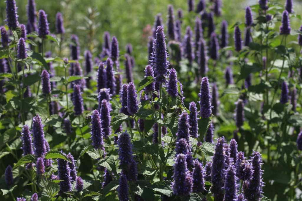 A thriving field of blooming Agastache plants with tall, dense spikes of vibrant purple flowers and lush green foliage under bright sunlight.