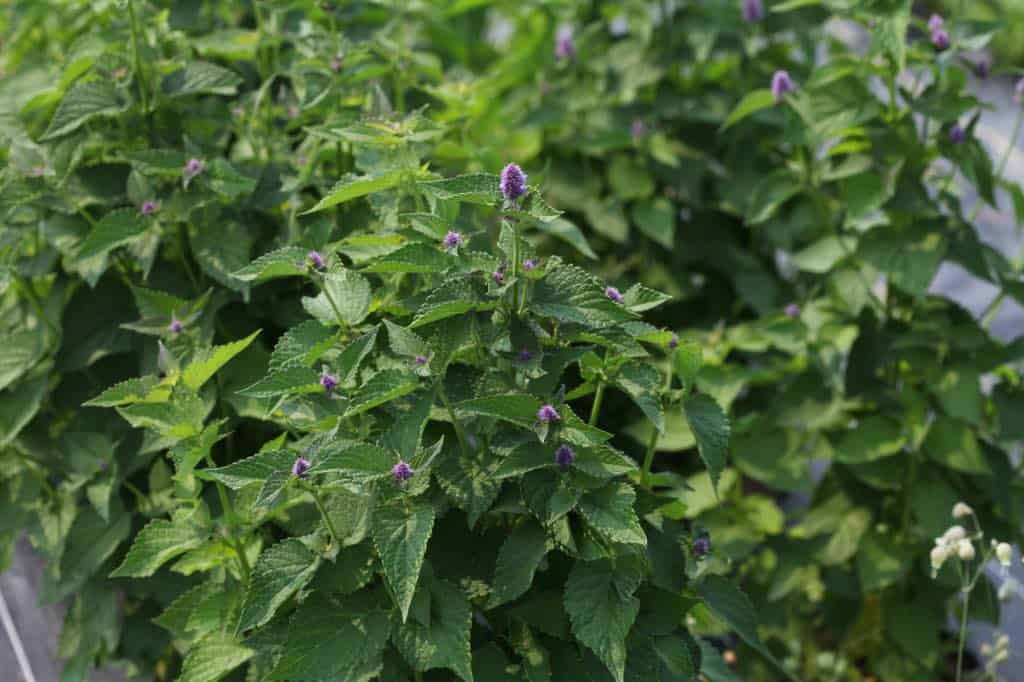 Agastache plants in early bloom growing densely in a garden bed, with small purple flower spikes emerging among abundant green, serrated leaves.