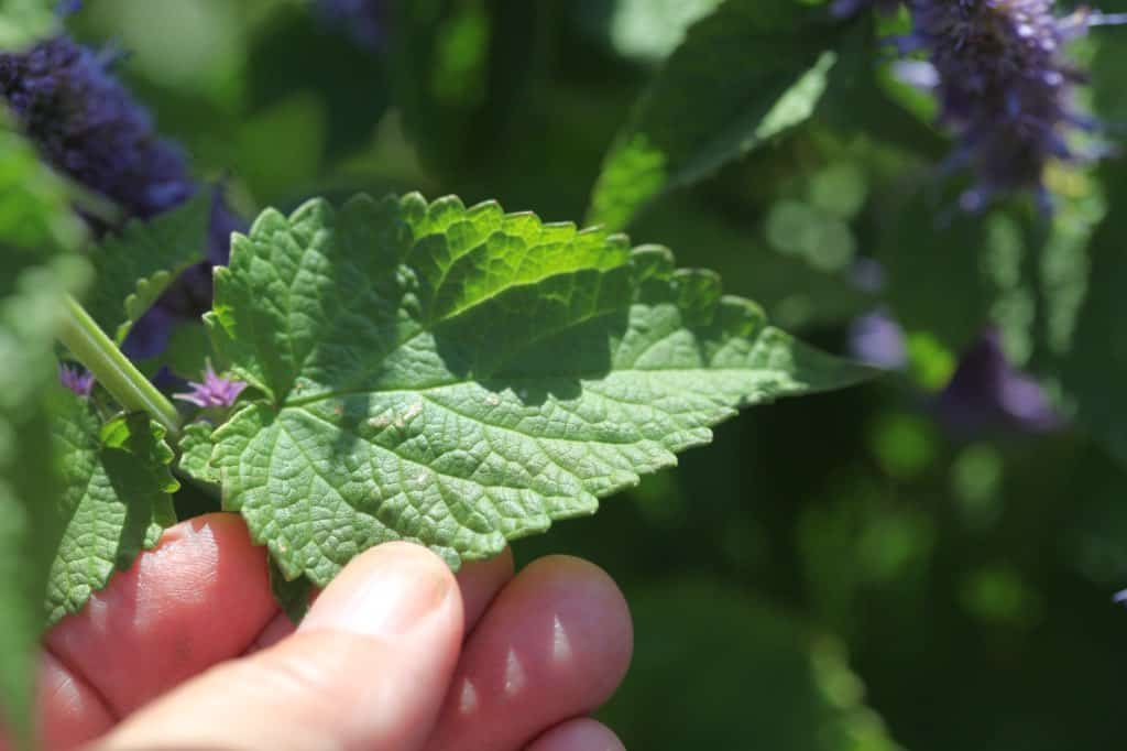 Close-up of a hand holding a textured green Agastache leaf with serrated edges and visible veins, with purple flower spikes blurred in the background.
