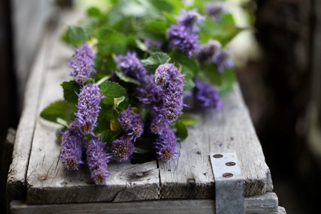Freshly harvested Agastache flowers with vibrant purple spikes and green leaves laid out on a rustic wooden surface, ready for drying or bouquet use.