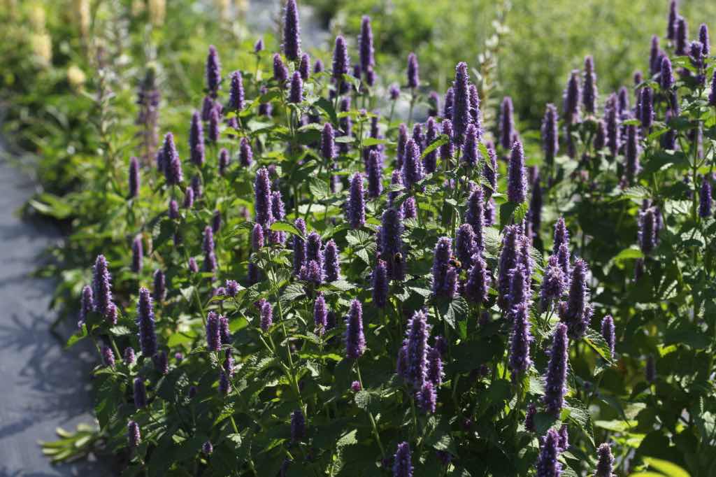Field of blooming Agastache plants with dense clusters of upright purple flower spikes and green serrated leaves, growing in rows under bright sunlight.