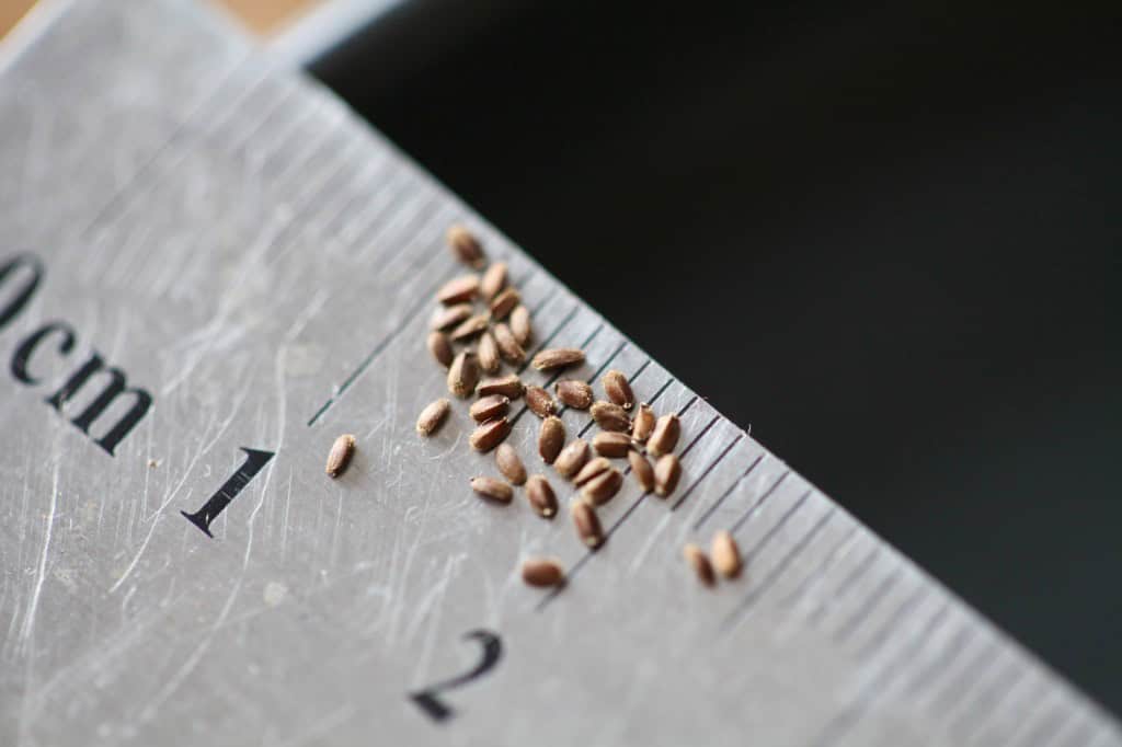 Close-up of small brown Agastache seeds scattered on a metal ruler, showing their size to be approximately 1–2 millimeters long.