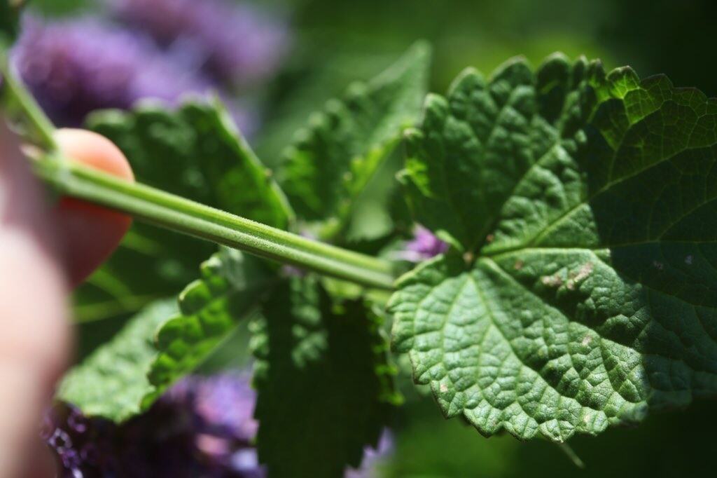 Close-up of a hand holding the stem of an Agastache plant, showing textured, serrated green leaves and fine hairs along the square-shaped stem.