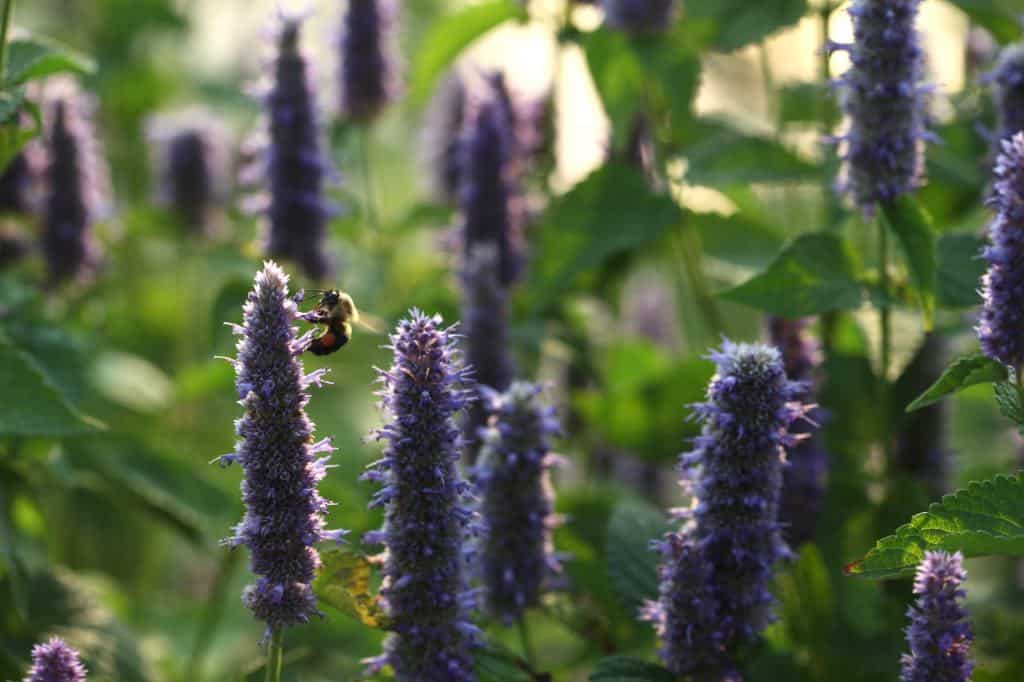 A bee collects nectar from a vibrant purple Agastache flower spike in a sunlit garden filled with blooming Agastache plants and green foliage.