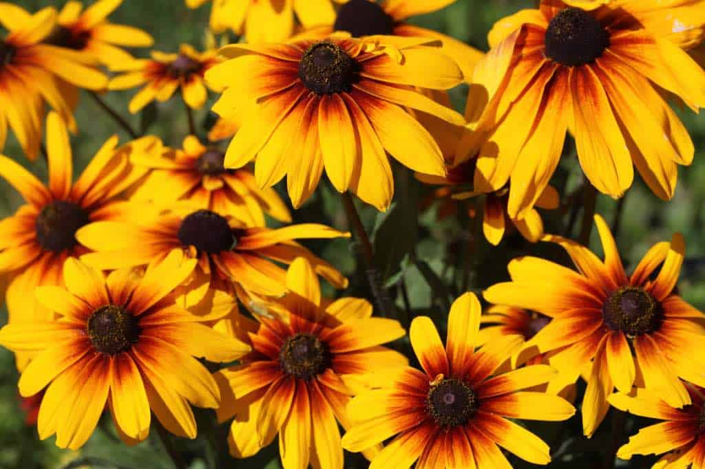 This image shows a vibrant cluster of Black-eyed Susans (Rudbeckia hirta)