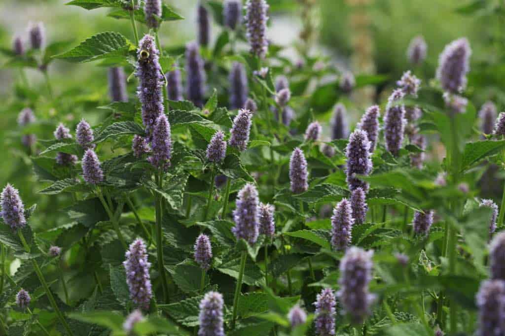 Dense patch of blooming Agastache plants with purple flower spikes and green serrated leaves, featuring a bee foraging on one of the flower heads.