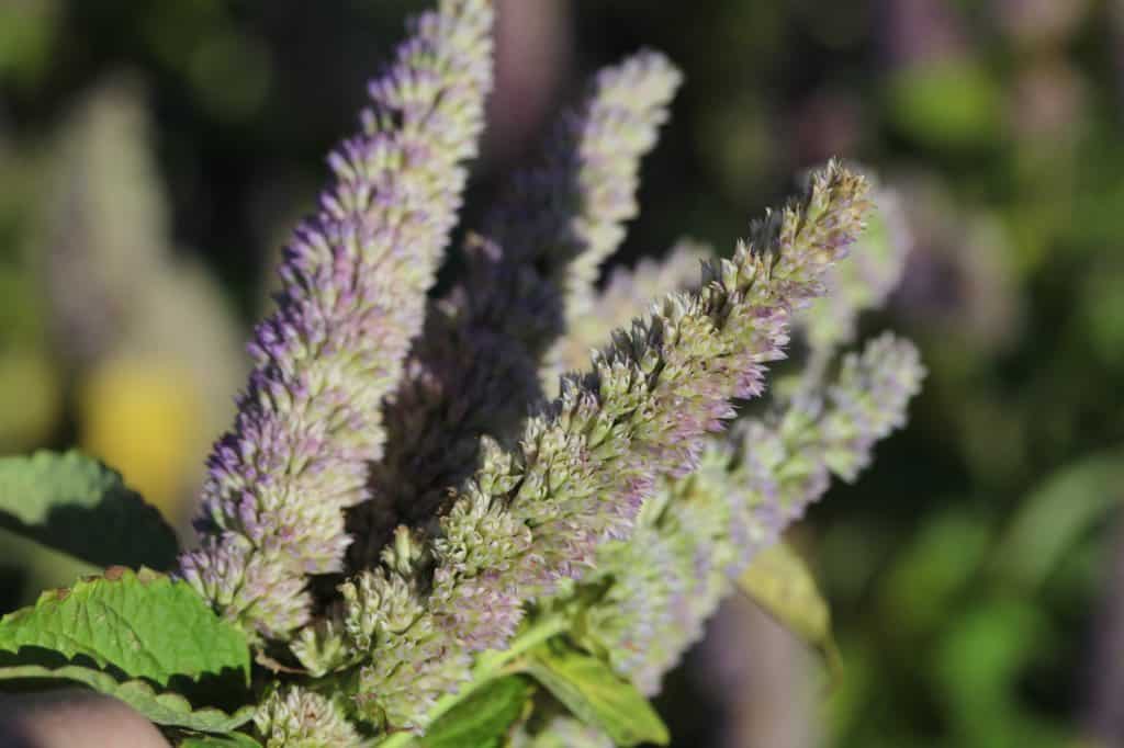 Close-up of spent Agastache flower spikes ,with hints of soft purple, surrounded by green leaves in natural sunlight.