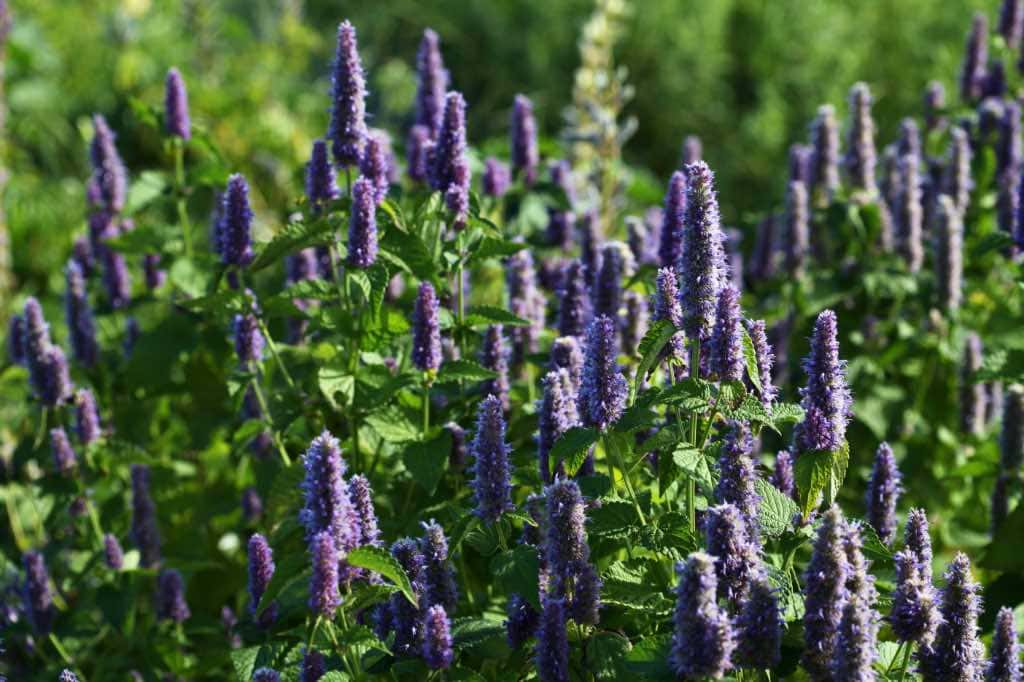 A vibrant Agastache patch in full bloom, showcasing numerous upright purple flower spikes and lush green foliage, basking in bright summer sunlight.