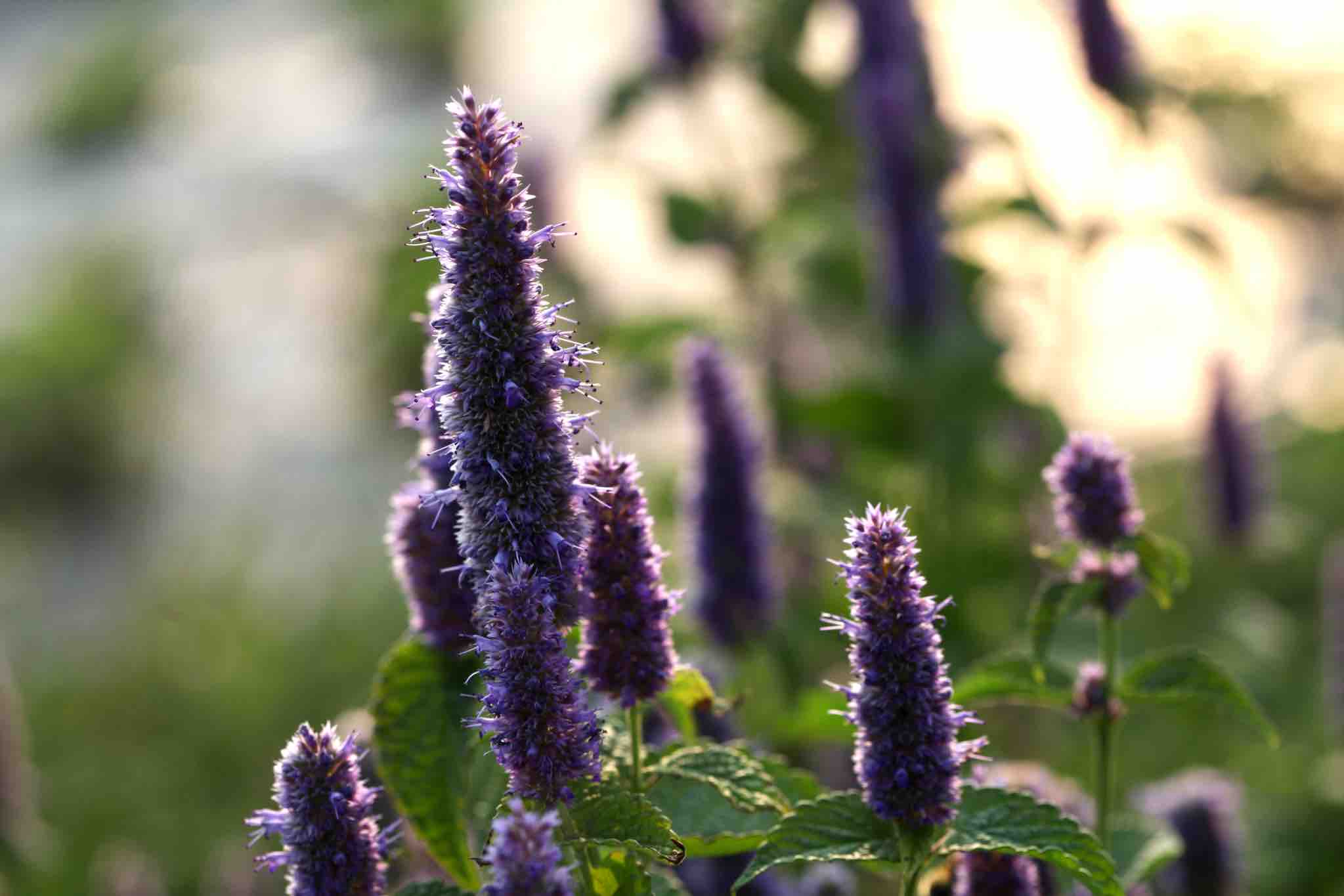 A close-up of a blooming Agastache flower spike glowing in warm sunlight, with soft-focus purple blooms and green leaves in the background, creating a serene garden atmosphere.