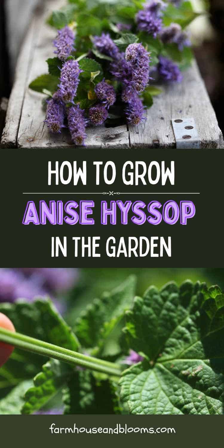 Bundle of freshly harvested anise hyssop with purple flower spikes and green leaves resting on a rustic wooden surface, with text in the center reading "How to Grow Anise Hyssop in the Garden" and a close-up image below showing a hand holding the plant's green stem and textured leaves; website farmhouseandblooms.com at the bottom.