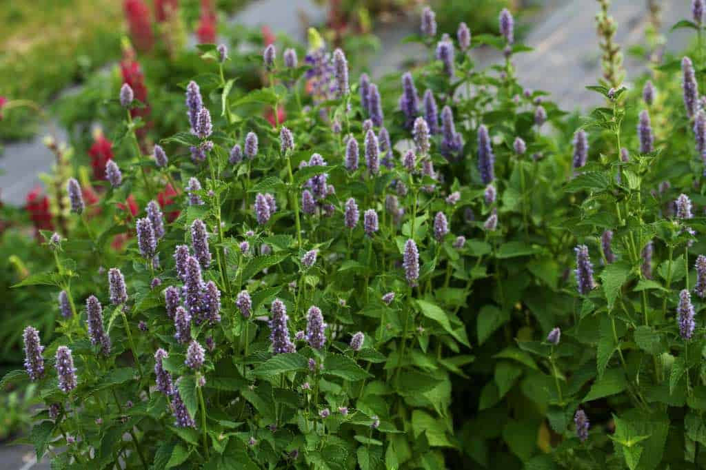 Dense cluster of Agastache plants with tall, spiky purple flower blooms and serrated green leaves, growing in a garden bed with red and pink flowers visible in the background.