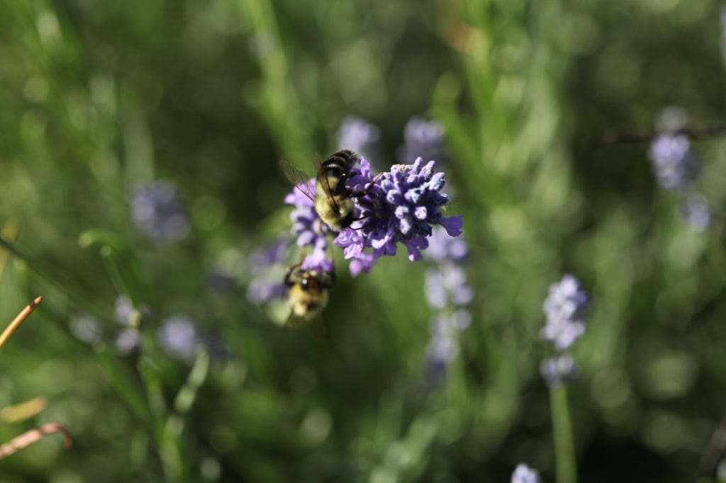 Close-up of two bumblebees collecting nectar from a small cluster of lavender flowers, with a softly blurred green and purple background.